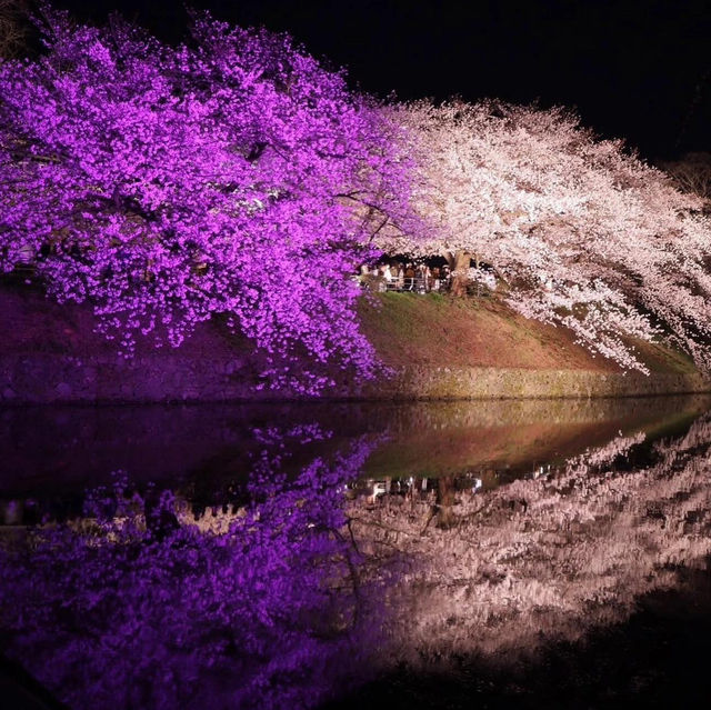 🌸2025福岡賞櫻攻略 | 本地人的私藏推介✨