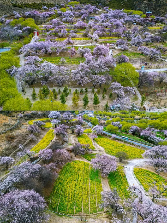 2025年リンチー・モモの花祭り最新お得情報！