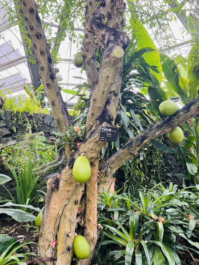 走進華南植物園溫室群