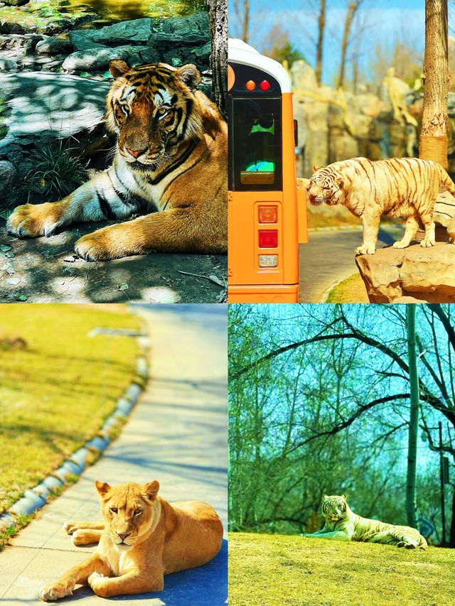 5. 北京野生動物園隱藏玩法，99% 的人都不知道？