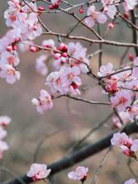 春日限定 | ‌ ‌‌桃花源賞桃花遊玩攻略