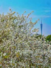踏入海珠國家濕地公園，在濕地的靜謐中聆聽自然的淺吟低唱