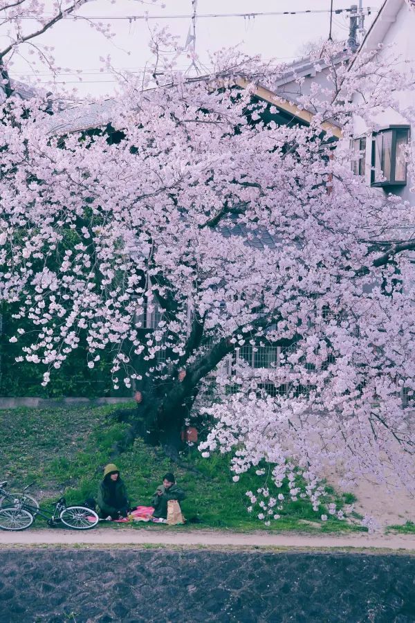 Kyoto and Nara: 4-Day Cherry Blossom Guide 🌸 Detailed Cherry Blossom and Deer Feeding Plan
