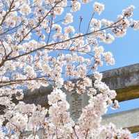 🔥九州櫻花季3.20-4.10，錯過等一年！