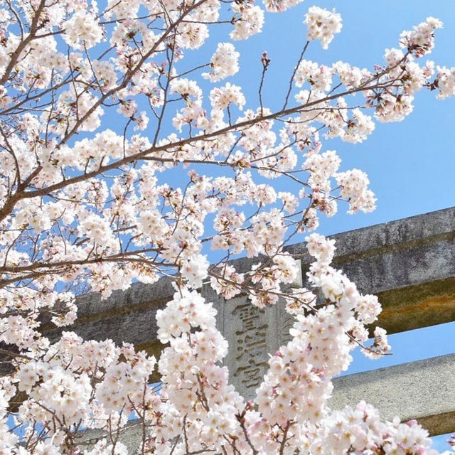 🔥九州櫻花季3.20-4.10，錯過等一年！