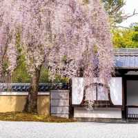 京都🌸3條此生必走的City Walk賞櫻路線