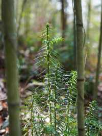 春日山野來信｜莫干山竹林秘境溫泉+度假。
