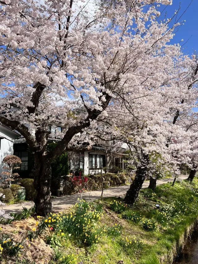 3-Day Getaway to Japan