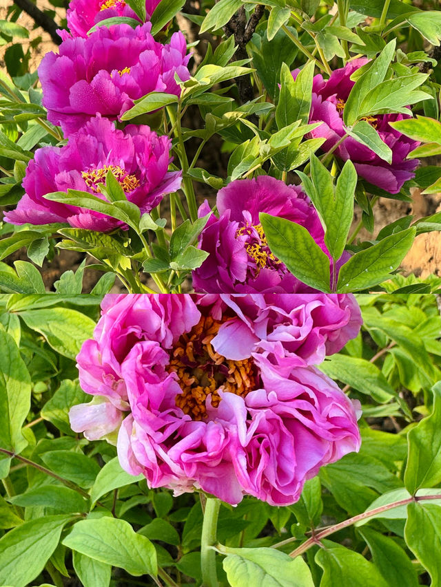 洛陽牡丹花卉節賞花攻略來啦