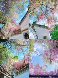 總結來說，這裡是深圳近期最美的莫奈花園！