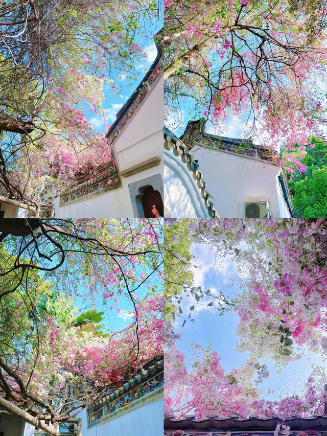 總結來說，這裡是深圳近期最美的莫奈花園！