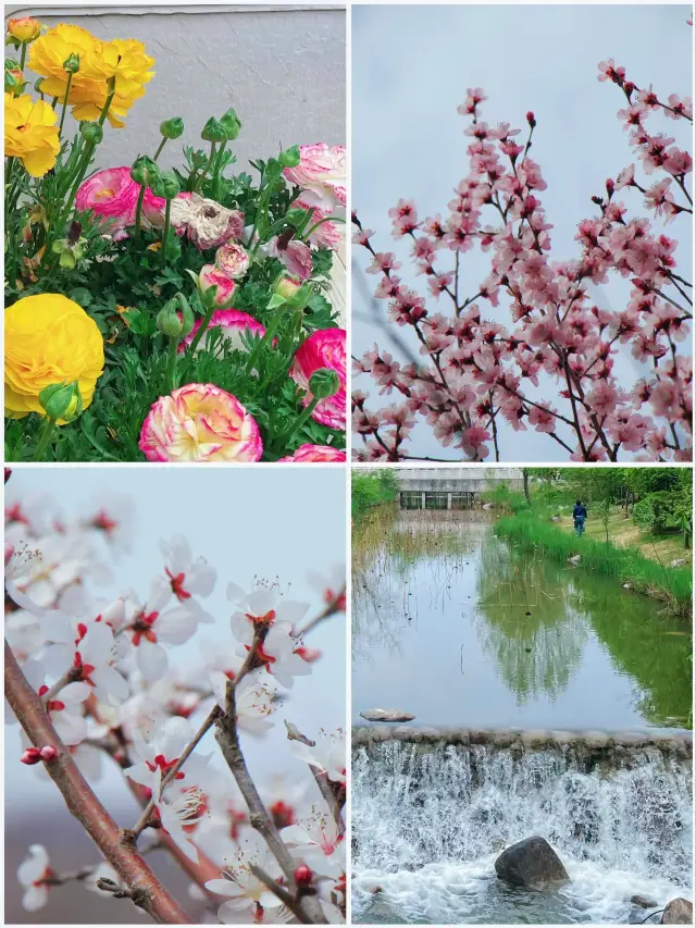 Suzhou: Baimajian Longchi Scenic Area Peach Blossom Viewing Guide
