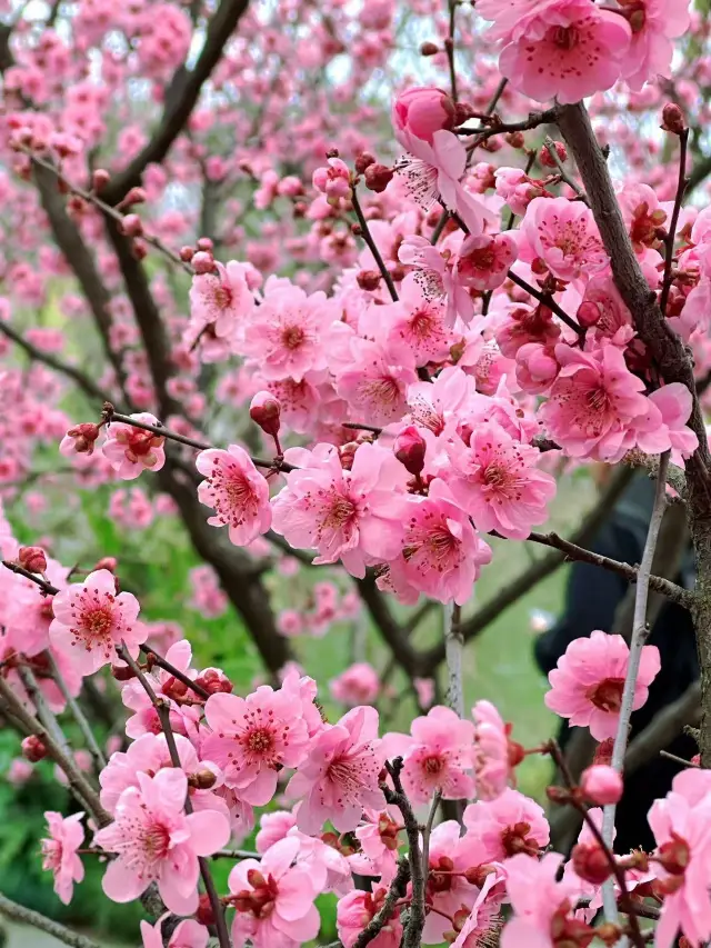 Spring Special | One-Day Guide to Peach Blossom Viewing at Five Pavilion Bridge, Yangzhou