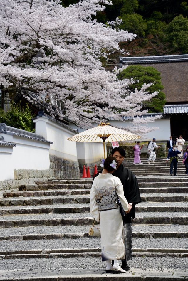 日本追櫻之旅｜京都櫻花最新情報