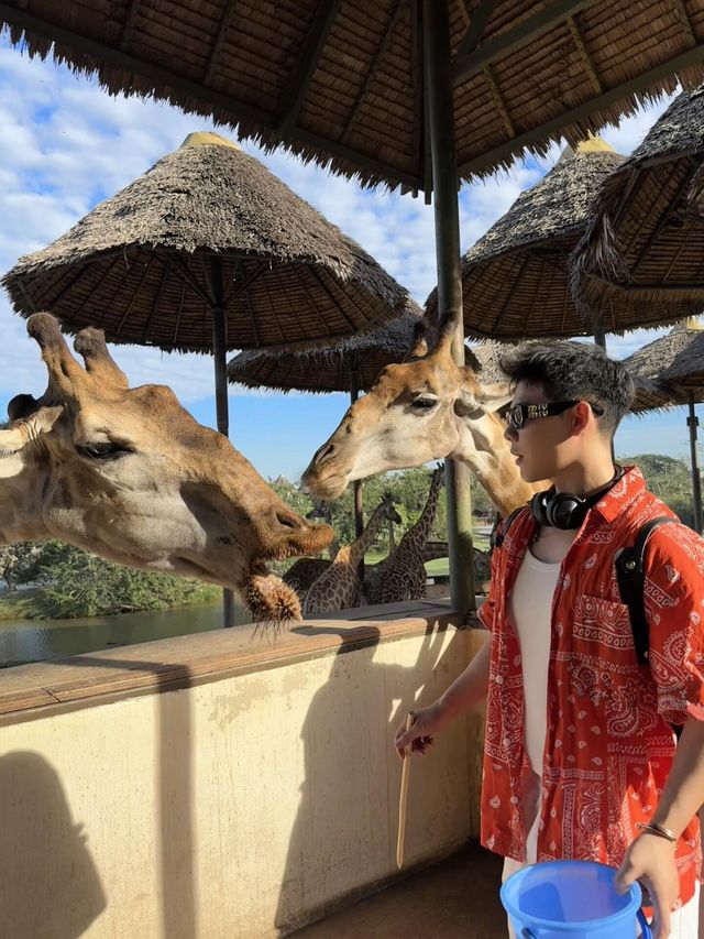 野生動物園餵老虎🐅｜做一天動物園長