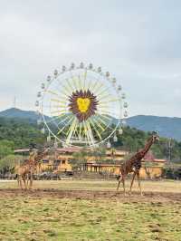 不去非洲在清遠長隆竟然能看到動物大遷徙