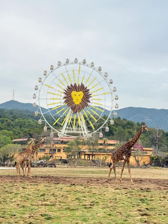 不去非洲在清遠長隆竟然能看到動物大遷徙