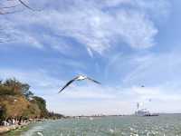 雲南昆明滇池｜與海鷗的浪漫之約🦢