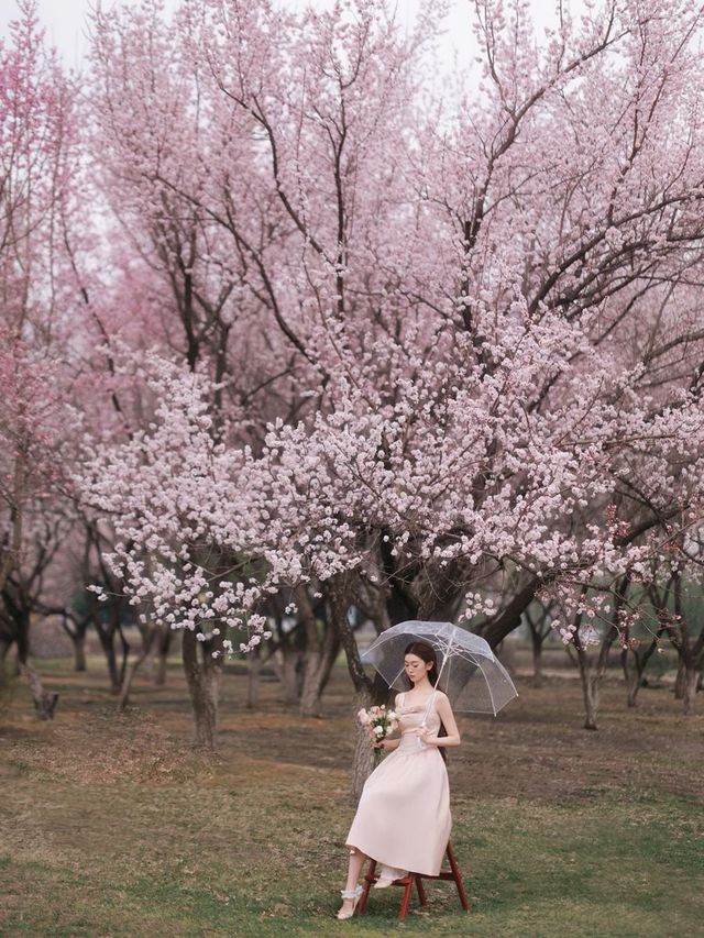 這麼美的梅花在長春。
