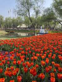Luboyuan Nanjing: a mini Netherlands to see tulip 🌷