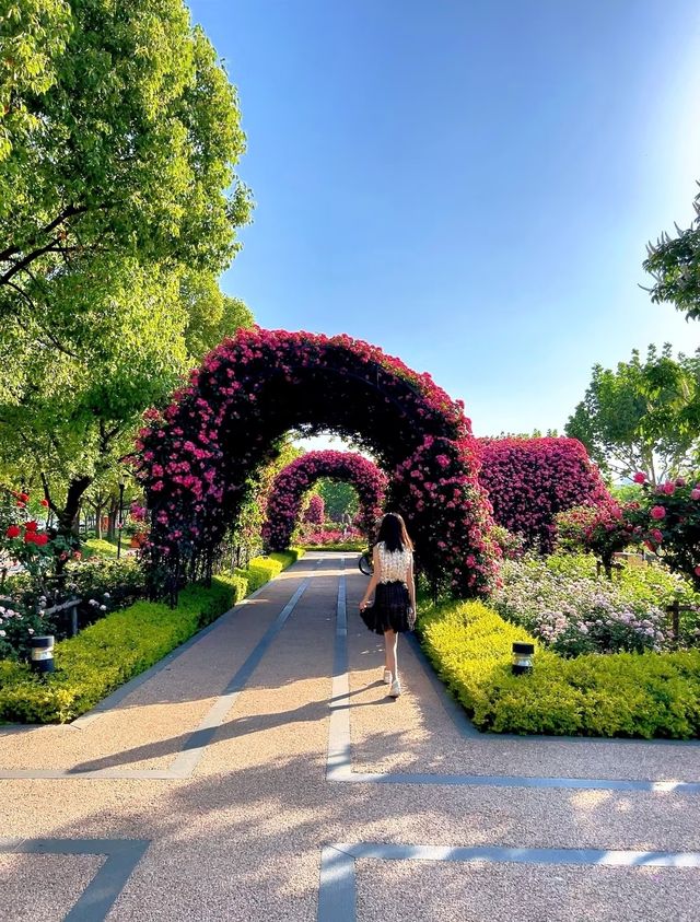 五月上海嘅浪漫衝擊！藏喺公園嘅絕美月季園