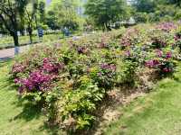 ☀️陽光下的沙井公園🌴✨城市中自然綠洲
