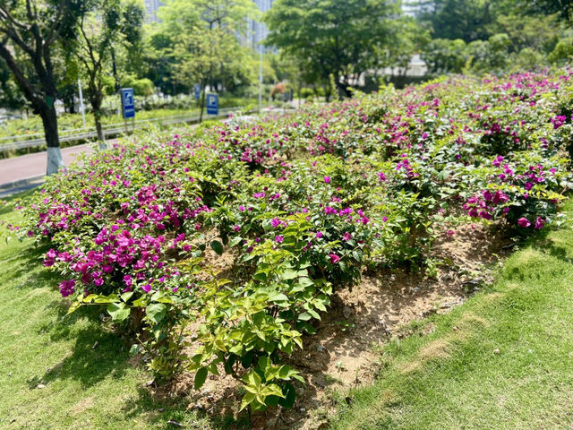 ☀️陽光下的沙井公園🌴✨城市中自然綠洲