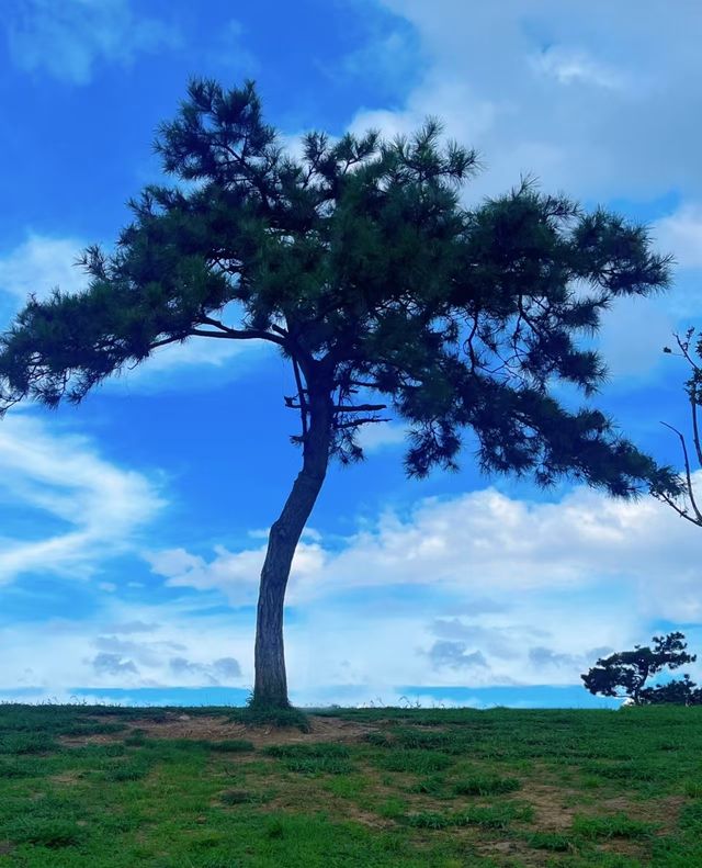 墜入人間的月亮碎片