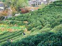 浙江|杭州 龍井村 旅遊攻略