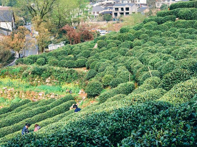 浙江|杭州 龍井村 旅遊攻略