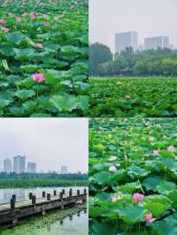 合肥賞荷攻略｜夏日限定版城市美學