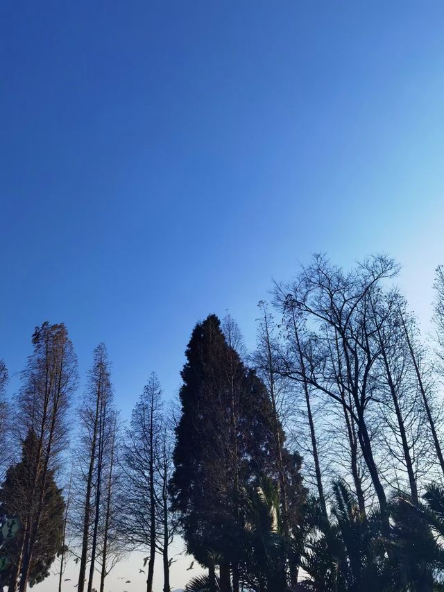 昆明漫遊｜滇池畔邂逅紅嘴鷗，春日花海暴走指南！  必去理由 滇池頂流！西伯利亞精靈來赴約啦～ 