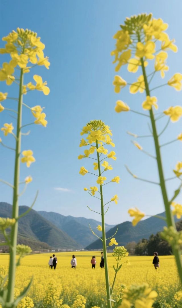 門源百里油菜花海2日1夜攻略，真實體驗分享！