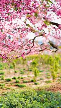 石家莊櫻花公園承包整個春天的浪漫暴擊!人均50get日系治癒感~  
姐妹們!石家莊藏著一座「現實