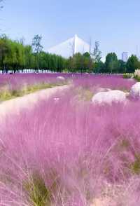 武漢10月免費賞花活動