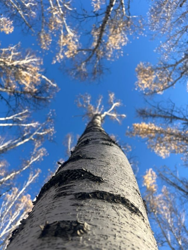 闖進北緯50°白色秘境額爾古納白樺林童話世界