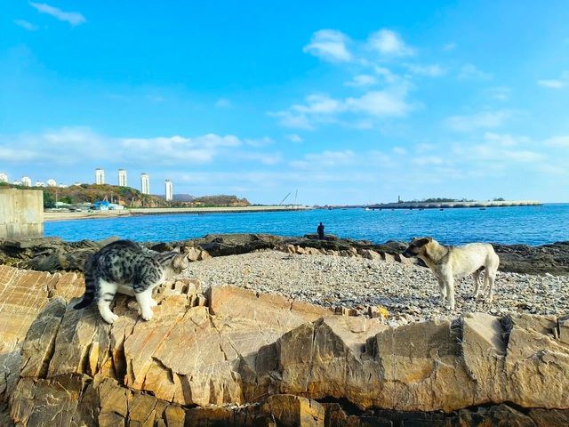 黃金山浴場：旅順原生態觀海寶地，歷史與海景交融超惬意