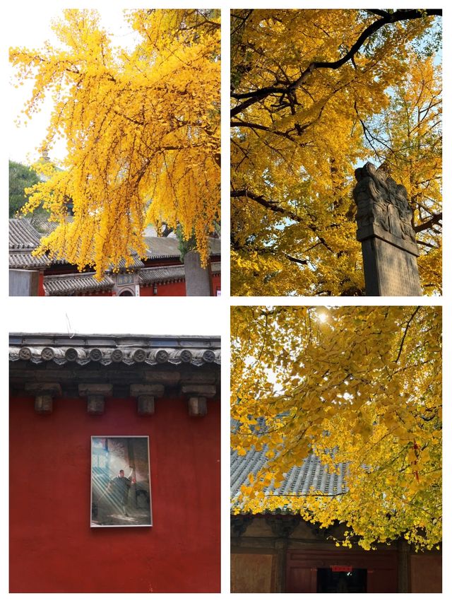 金色童話·禪意靜心｜來嵩山少林遇見最美金秋