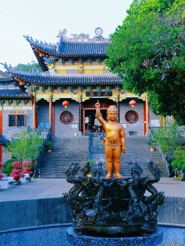 深圳這個三角梅盛開的海邊古寺，意境太美！
