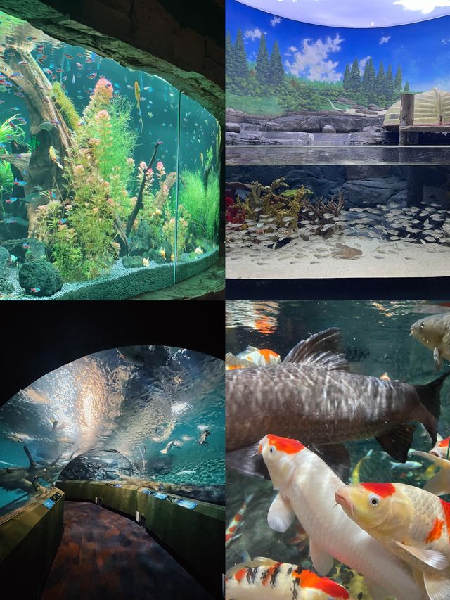 魔都遛娃天花板!上海海洋水族館保姆級攻略 魔都遛娃天花板!上海海洋水族館保姆級攻略