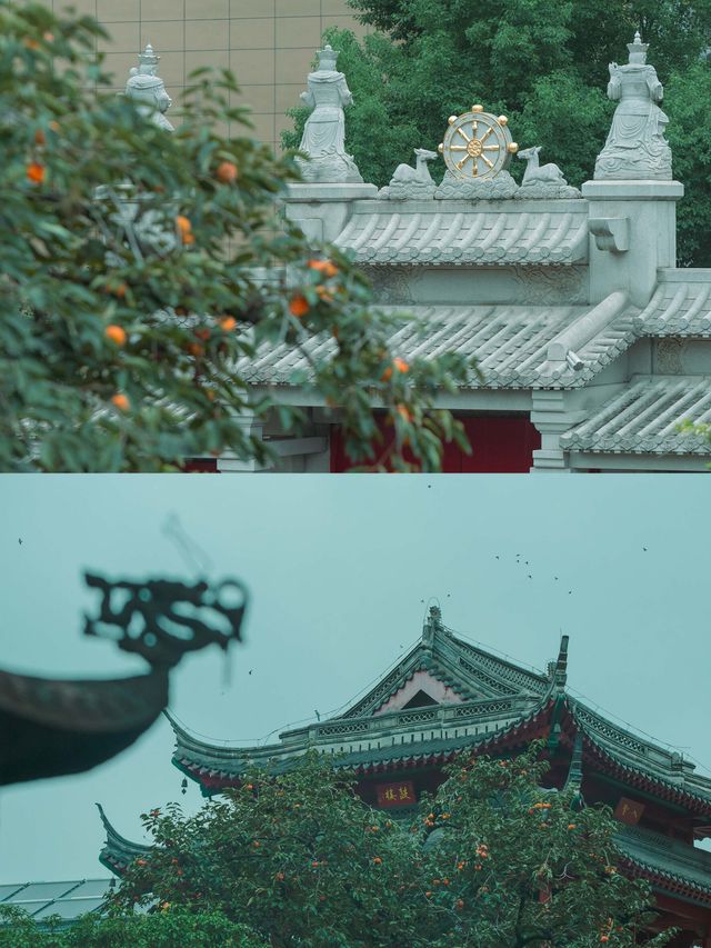柿紅雀滿枝｜南京毗盧寺