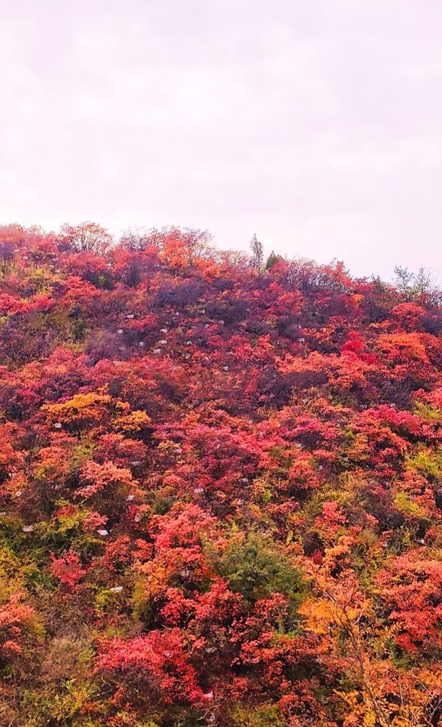 洛陽秋徒步–新安縣荊紫仙山的紅葉