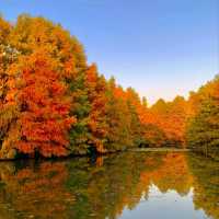 가을 난징, 명효릉의 물푸른나무 숲이 너무 아름다워요🍂