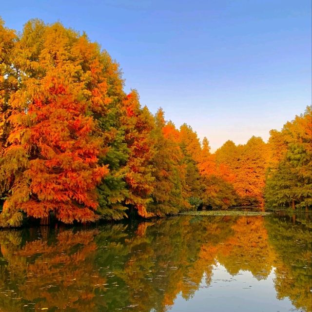 가을 난징, 명효릉의 물푸른나무 숲이 너무 아름다워요🍂  가을 난징, 명효릉의 물푸른나무 숲이 너무 아름다워요🍂
