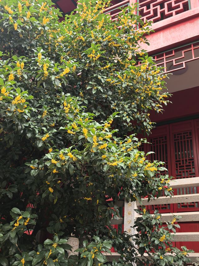這個金秋我在毗盧寺淋了一身桂花雨 這個金秋我在毗盧寺淋了一身桂花雨