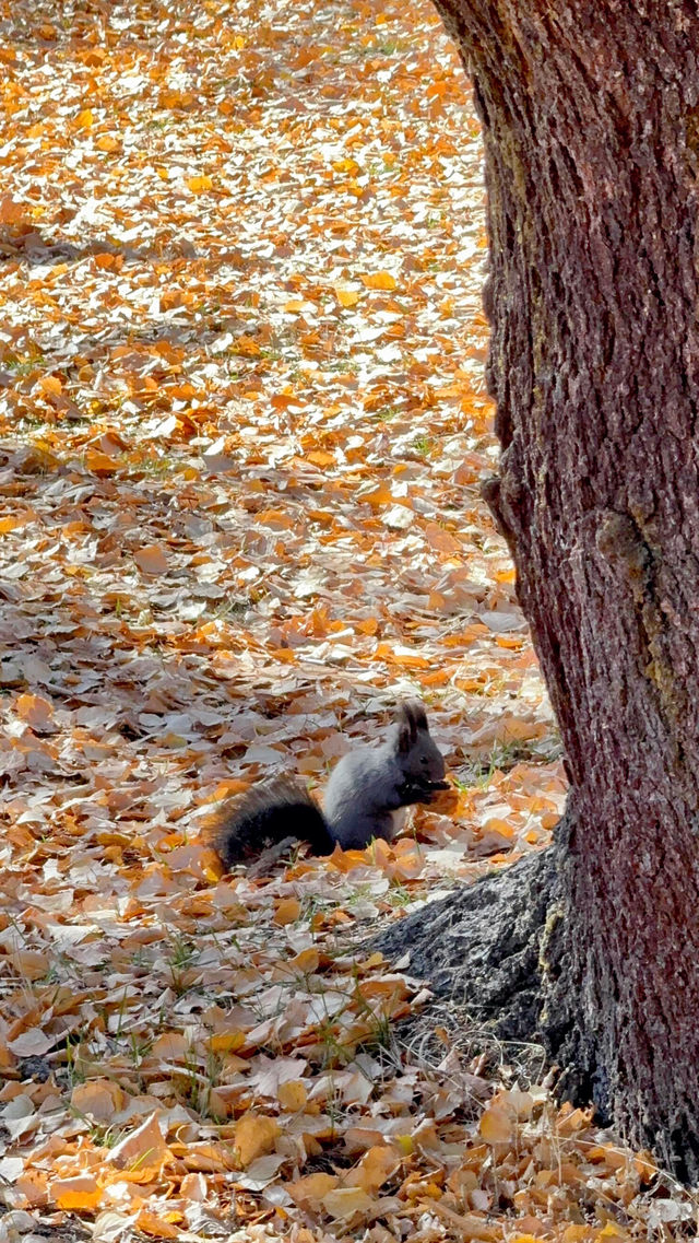 感謝今天的大晴天，昨天下午到的時候還飄著雨