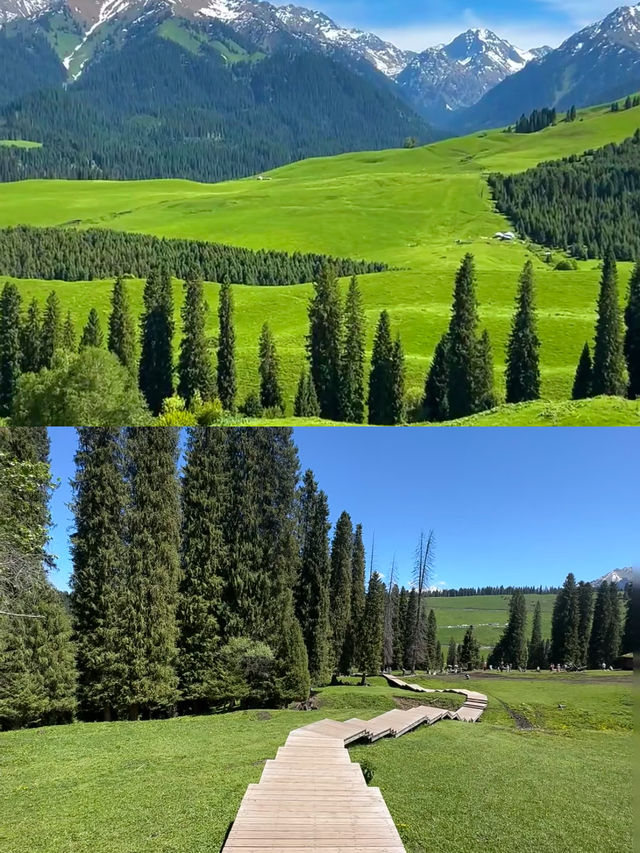 新疆庫爾德寧旅遊攻略｜天山腹地的秋色天花板