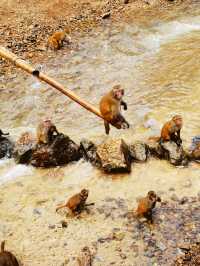 西雙版納三日遊