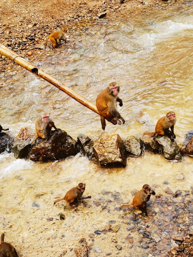 西雙版納三日遊 西雙版納三日遊