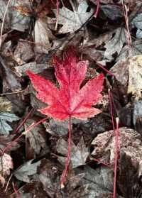 誰說看紅葉一定要去日本？河北這座小三峽美炸了！